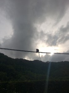 Just a monkey watching the sunset